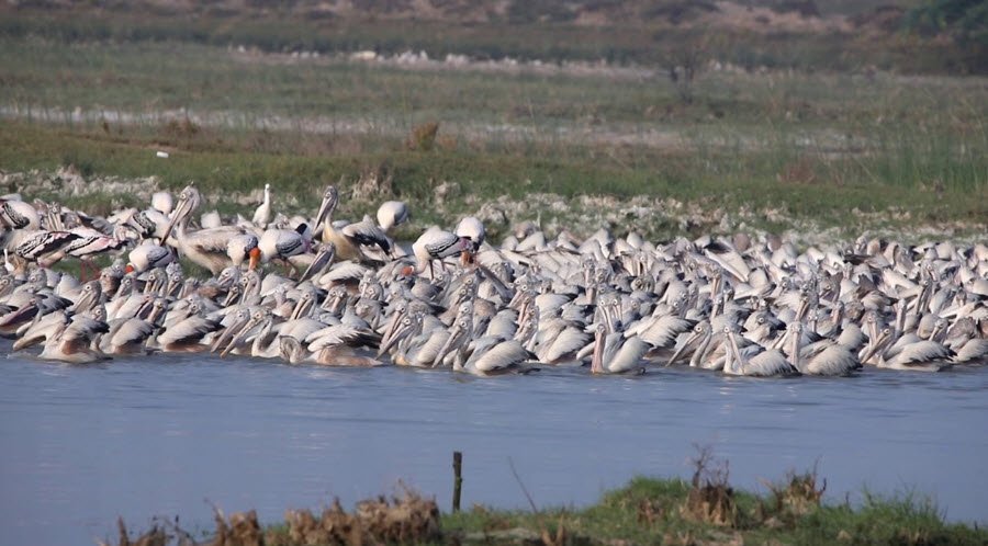 Kazhuveli Bird Sanctuary